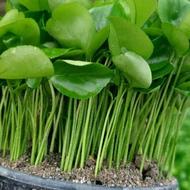 فروش سبزه نارنج