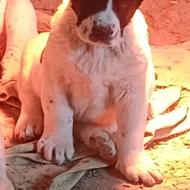 واگذاری آلابای بهترین رنگ