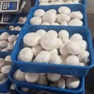 قارچ درجه یک سوپر لوکس