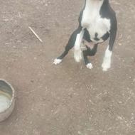 واگذاری پیتبول ماده چهارماه