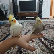 عروس هلندی خوش قیمت