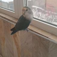 دو طوطی برزیلی سخنگو با لوازمات