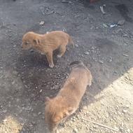 توله سگ قدرجانی واگذاری