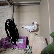 کبوتر عالی ودرجه یک