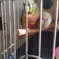 جوجه طوطی گرینچیک یلو ساید رد فکتوری