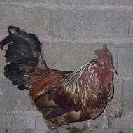مرغ و خروس گلین معاوضه با لاری