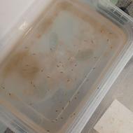 بچه ماهی گوپی