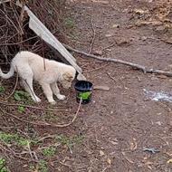 واگذاری توله سگ سراب