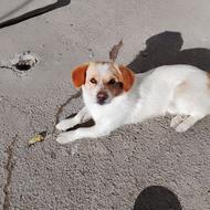 واگذاری سگ پاکوتاه.