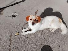 واگذاری سگ پاکوتاه. در شیپور