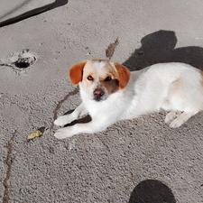 واگذاری سگ پاکوتاه.