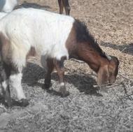 تعدادی بز پاکستانی