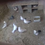 کفتر تهرانی