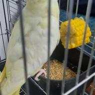 عروس هلندی شیش ماهه