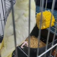 عروس هلندی شیش ماهه