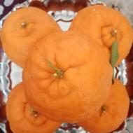 حراج نارنگی سیاهو 139 تومن