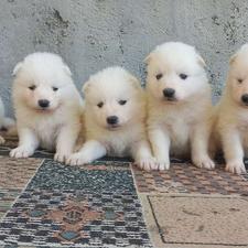 واگذاری توله ساموعید