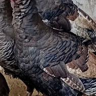 فروش دوعدد بوقلمون نر