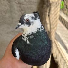 چند عدد کبوتر