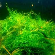 خزه کریسمس آکواریوم پلنت