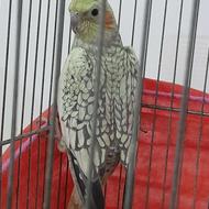 عروس هلندی ماده با قفس