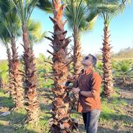 پالم واشنگتن تنه سرخ آناناسی