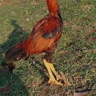 لاری قد بلند به فروش میرسد