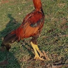 لاری قد بلند به فروش میرسد