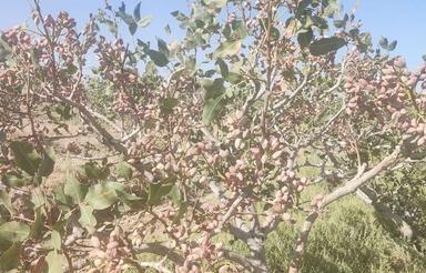 باغ پسته با8ساعت آب هر21روز