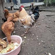 خروس محلی جوان