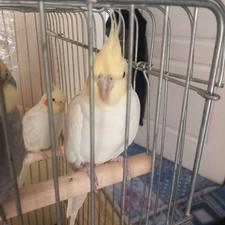 عروس هلندی لیتیومی