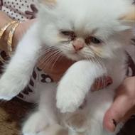 گربه بریتیش پرشین