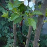 خدمات هرس و منظم کردن باغچه