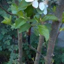 خدمات هرس و منظم کردن باغچه