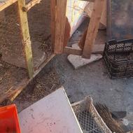 قفس مرغ و خروس