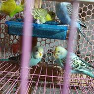 مرغ عشق خونگی مولد تخمگذار