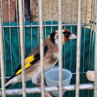 ماده سهره جوجه قفس