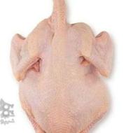 غذای سگ و گربه تلفات مرغ سالم خام شده شکم خالی