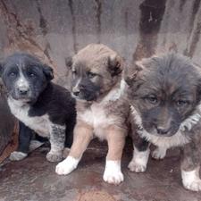 واگذاری سگ سرابی