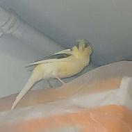 قناری ریزه خون جوجه امسال