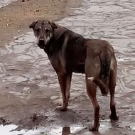 واگذاری سگ ماده یک سال نیم