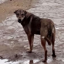 واگذاری سگ ماده یک سال نیم