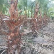 گل پالم واشنگتنی اصل