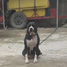 پیتبول ماده واگذاری  