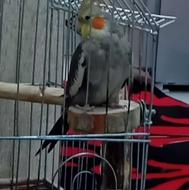 عروس هلندی نر