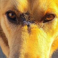 واگذاری سگ نگهبان سگ