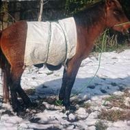 اسب نر هست 19 ماه هست با تخفیف هم داری