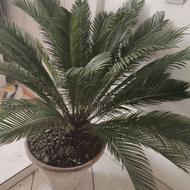 گل طبیعی سیکاس بابا آدم زعفران کاکتوس