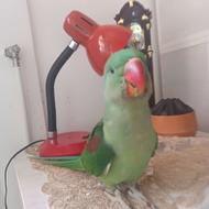 جوجه شاه طوطی