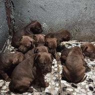 توله های سگ پیت بول